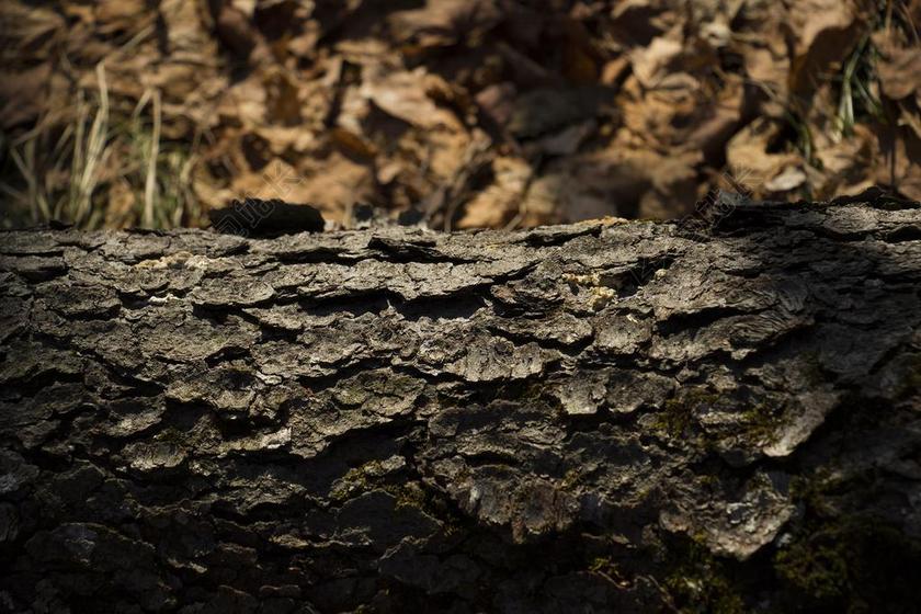 树 纹理 冬天 伍兹 自然 老 模式 日志 树干 树皮