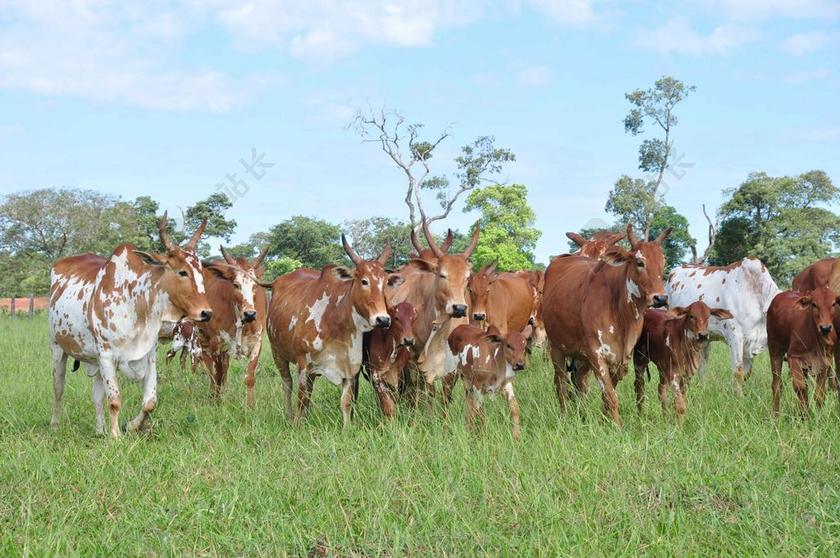 牛 奶牛 发现 牧场