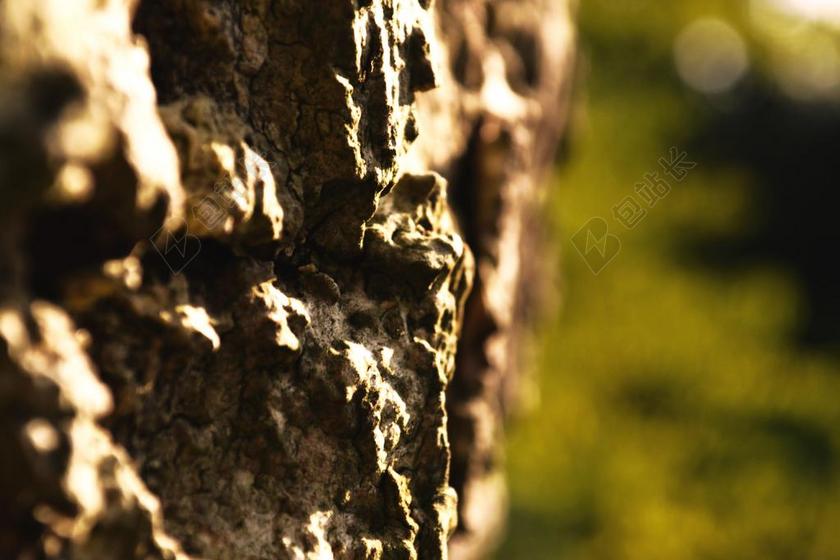 森林唯美橡树特写背景图片