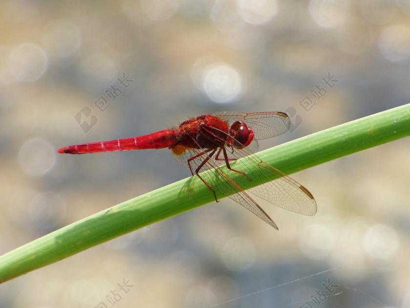 红蜻蜓 湿地 甘蔗 蜻蜓 飞虫 红霉素CROCOTHEMIS