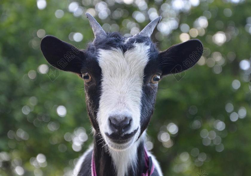 山羊 性质 黑色 白 漂亮的 美丽 漂亮