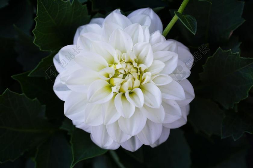 花 白花 白 性质 厂 夏季 春天 花园 白色的花 植物群