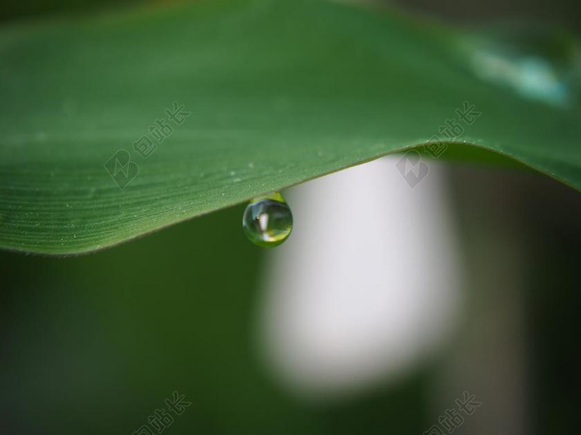 自然树叶上的水滴背景图片