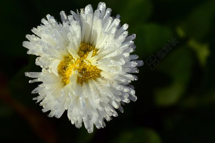 雏菊 鹅花 白 露水 MORGENTAU 开花 白花 潮湿