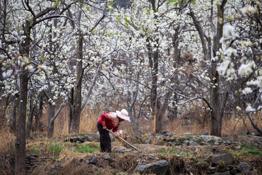 梨花 農夫 旅遊