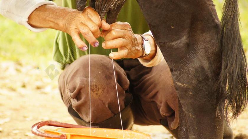 挤奶 手 农民 男子