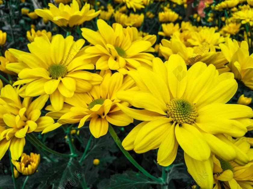 鲜花盛开 美丽的花 鲜花