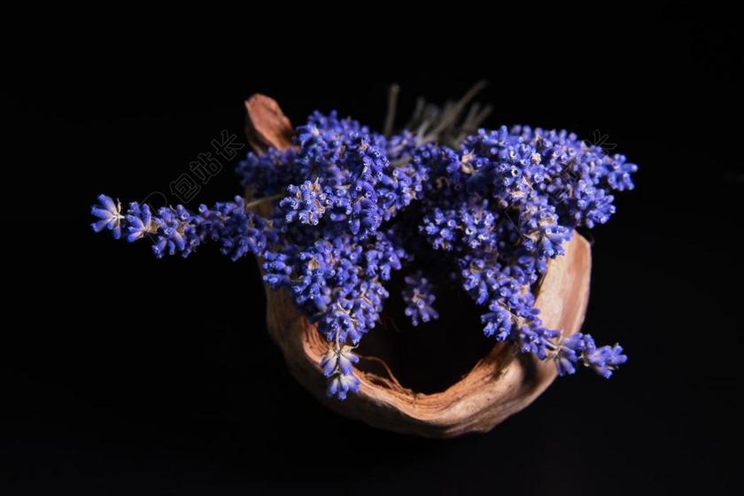 薰衣草 椰子 黑色背景 工厂 开花 植物 花 花卉 性质