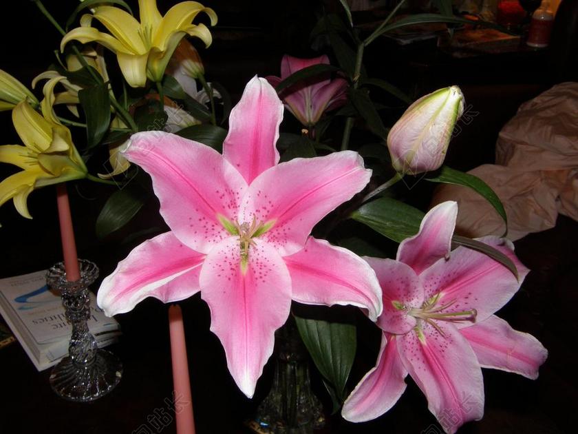 百合花 花 盛开 百合 花园