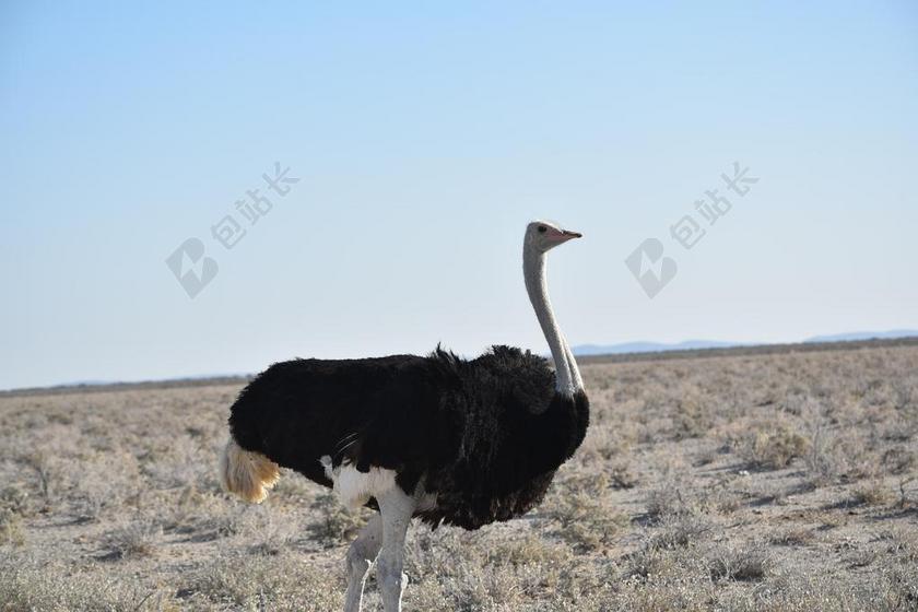 南部非洲 鸵鸟 运行