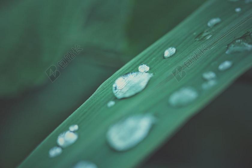 绿 放下 水 草 叶 雨 性质 自然