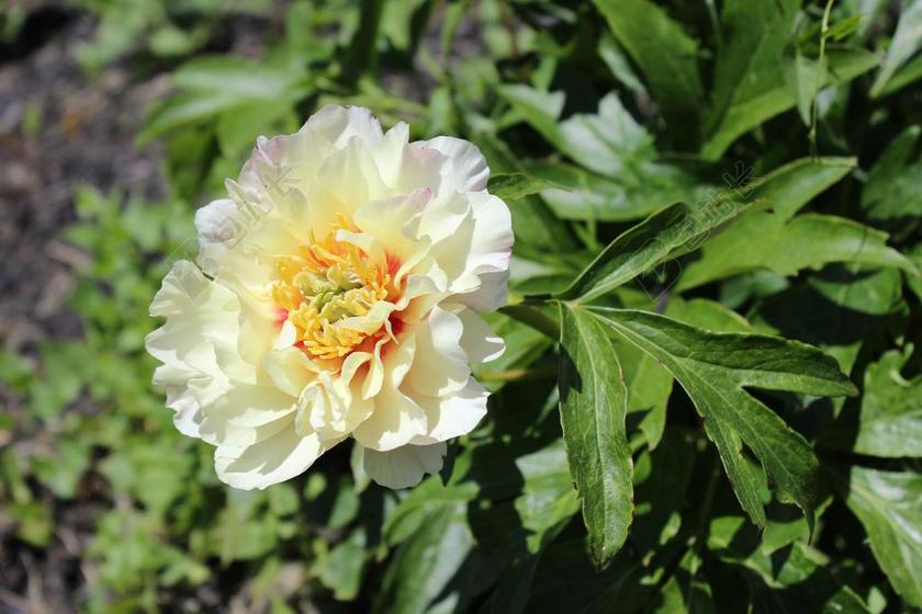 白 牡丹 花 开花 花瓣 盛开 花园