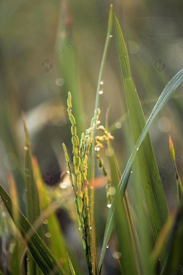 水稻植株 稻田 水稻 植物 食品 自然 农村 农业 亚洲