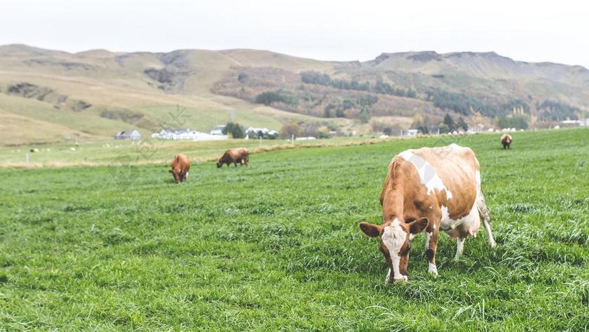 高原 草原 绿色 草 树 植物 自然 山 天空 牛
