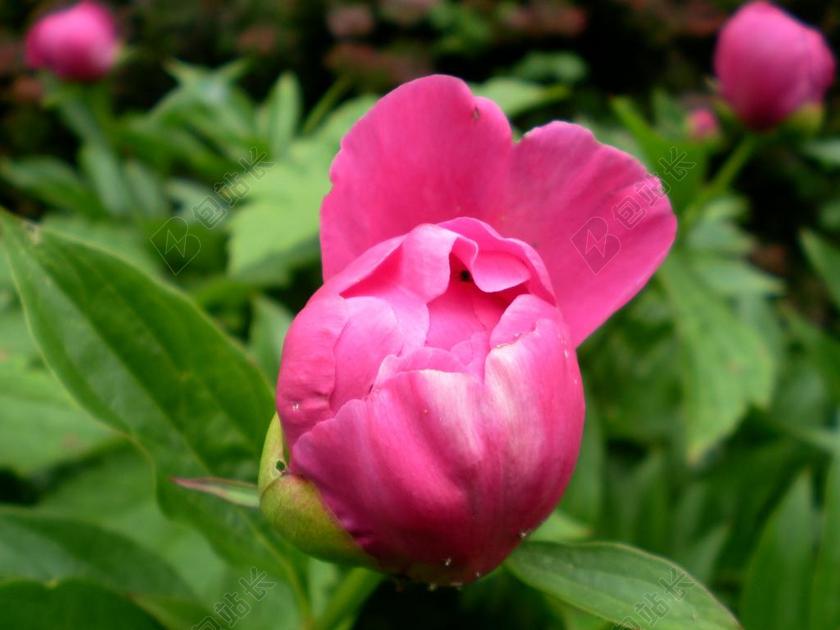 牡丹 五旬节 牡丹花 芍药