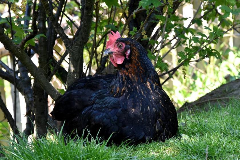 农场清新母鸡下蛋背景图片