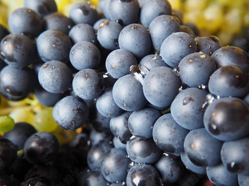 葡萄 红葡萄 绿葡萄 红色 酒 葡萄种植 藤 水果 甜
