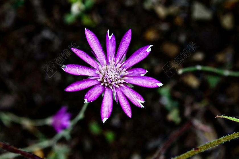 花卉 性质 宏 春天的花朵 植物 鲜花 叶子 春 紫色的花朵
