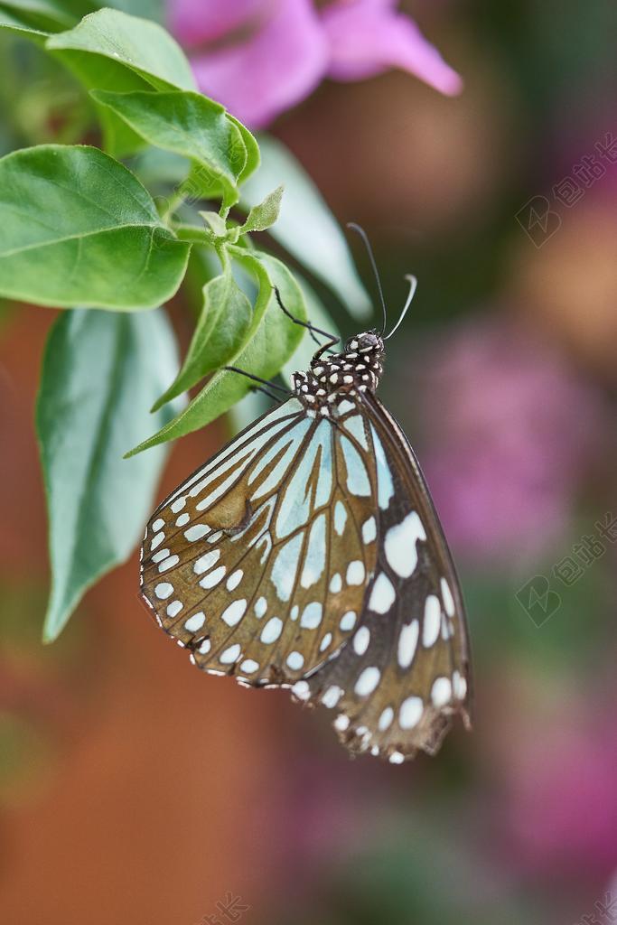 蝴蝶 性质 昆虫 动物 关闭 花 夏季 春天 开花