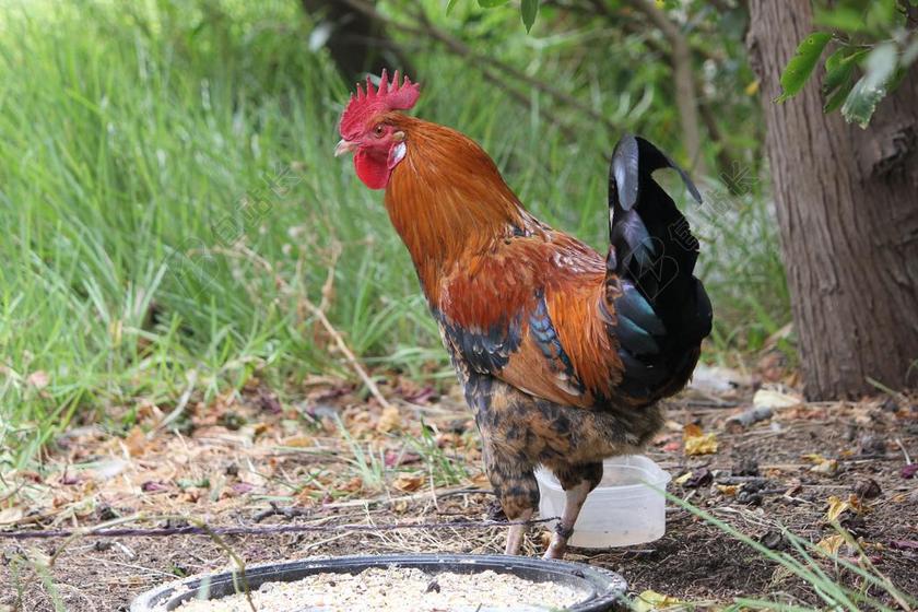 公鸡 农场 红色 棕色 家养 鸡 动物 鸟 自然 男