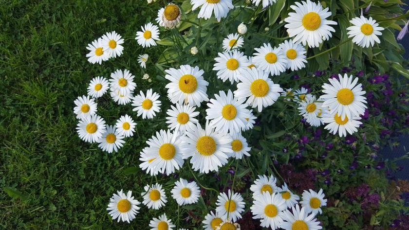 花卉 洋甘菊 鲜花 白色的花 夏季 布卢姆 白 白色的雏菊