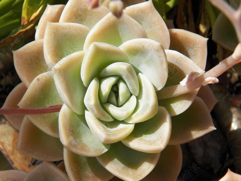 多肉植物 鲜花 一种肉质植物 肉肉