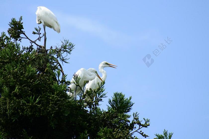 动物 天空 木材 绿色 苍鹭 白鹭 野生鸟类 野生动物 自然