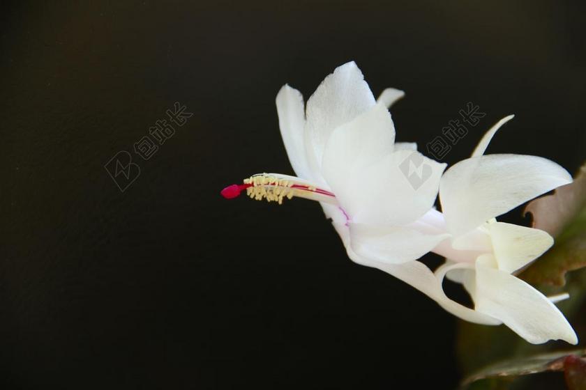 花 蟹爪兰 白色