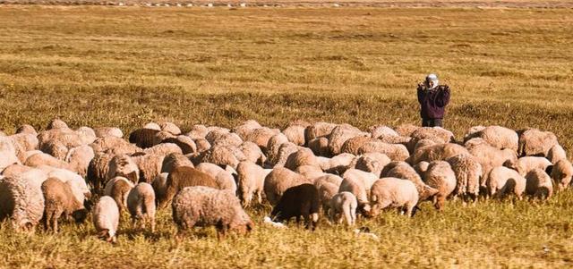 羊 突尼斯 动物 牧羊人