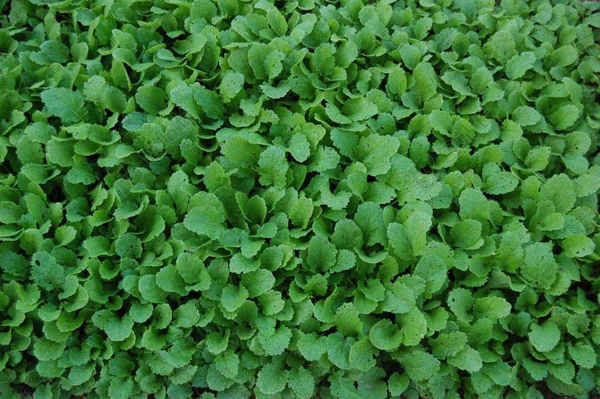 萝卜青菜 蔬菜 食品 水果和蔬菜 格林一家