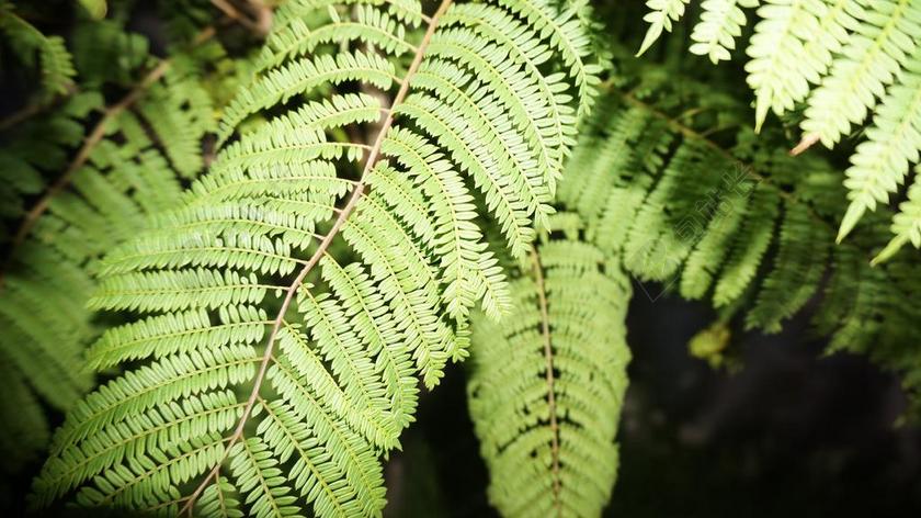 楹 树 自然背景 壁纸 大自然壁纸 关闭了 黑暗 露营 自然