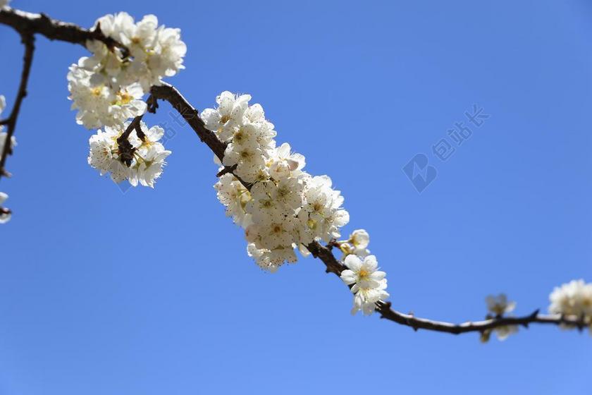 梨花 蓝天 一枝独秀