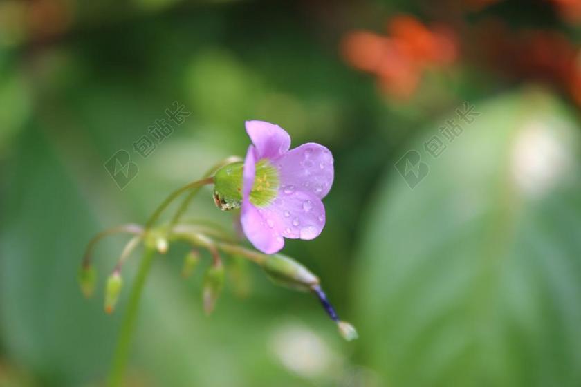 花 野生 自然 植物学 野生动植物群 鲜花 紫色的小花 美