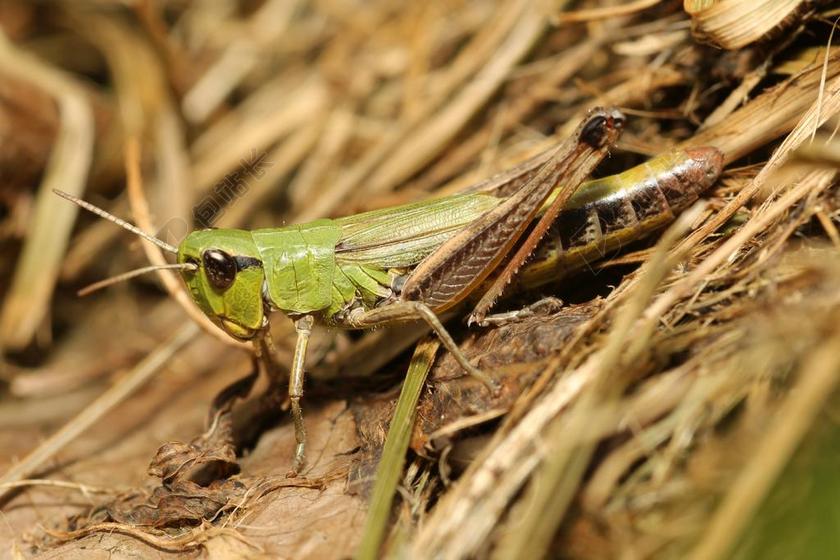蚱蜢 伪装 绿色 关闭 昆虫 金钟 宏 飞蝗 性质 格栅