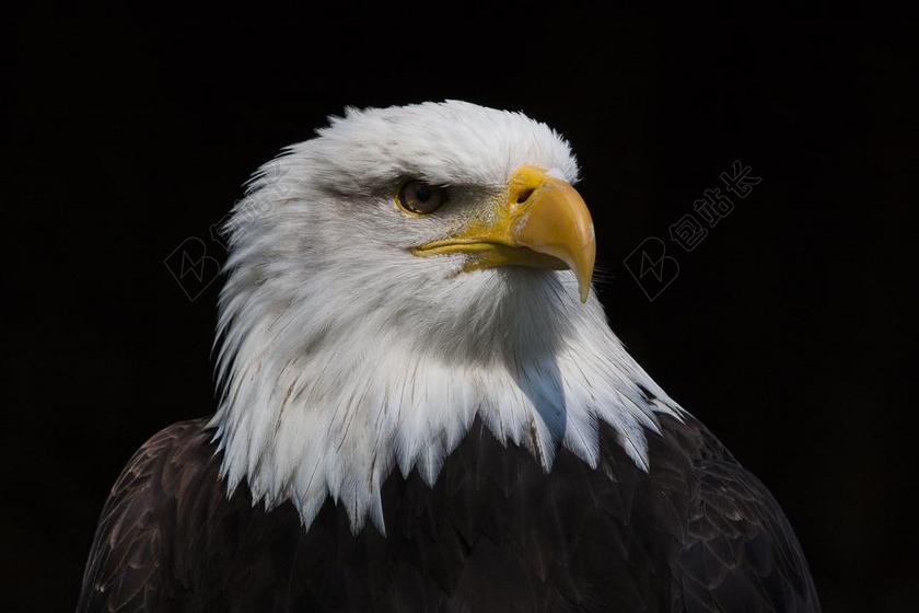 动物特写阿德勒猛禽背景图片