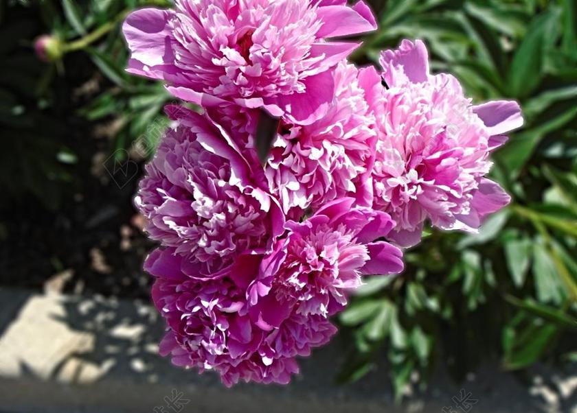 植物清新牡丹花开背景图片