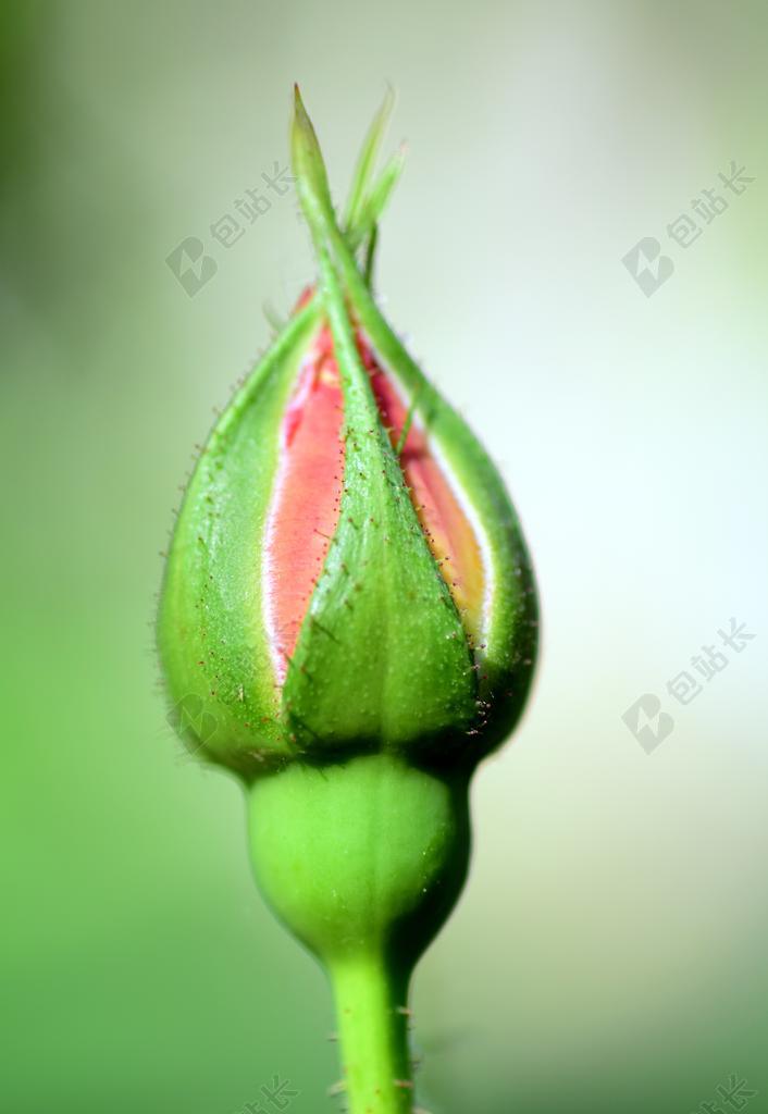 蔷薇花蕾 关闭 玫瑰 芽 红色 花 美丽 厂 红玫瑰