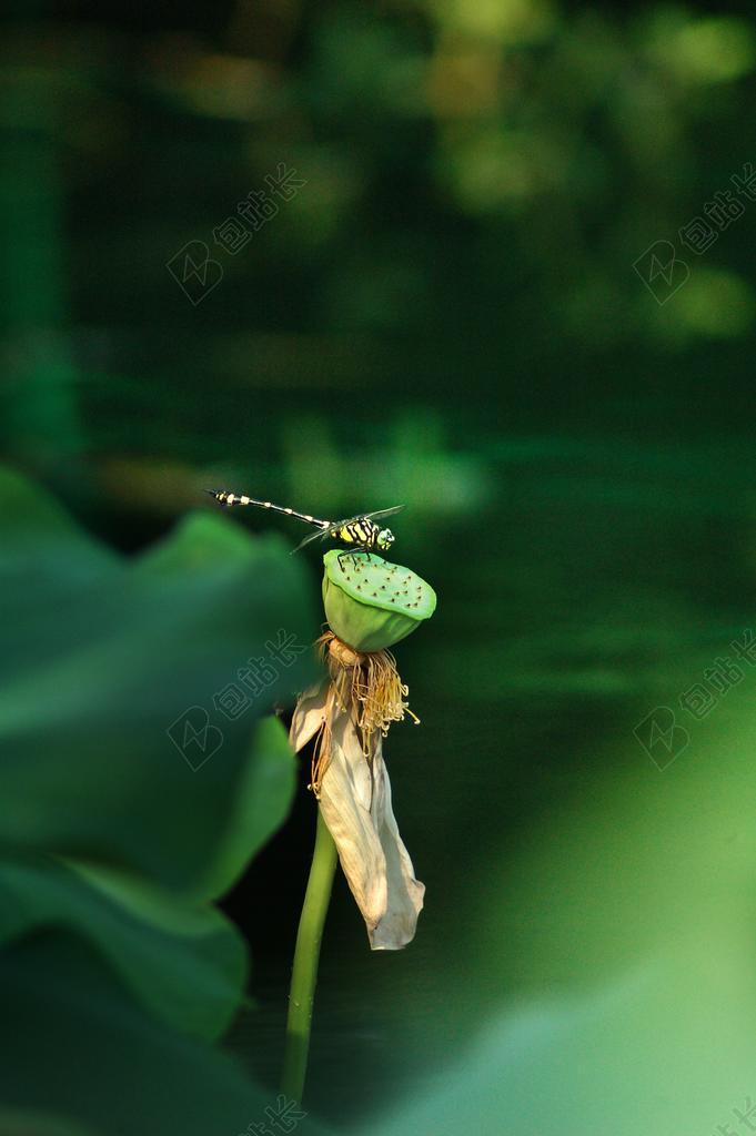蜻蜓 荷花 莲蓬