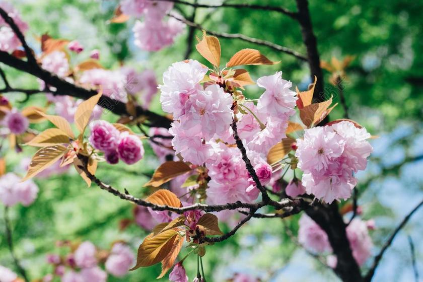 花 桃花 绽放 美 天空 花朵绽放 花卉 乳头 培训