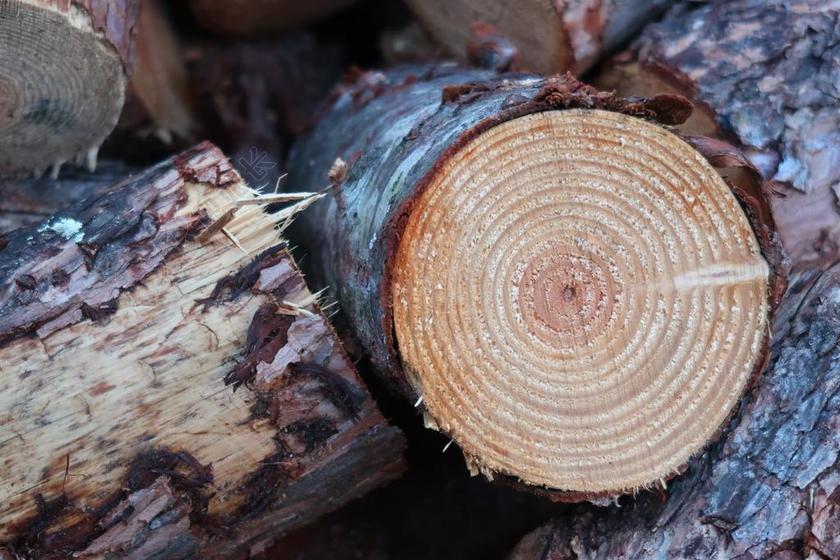 木 日志 柴 年轮 树树皮 桩的木材