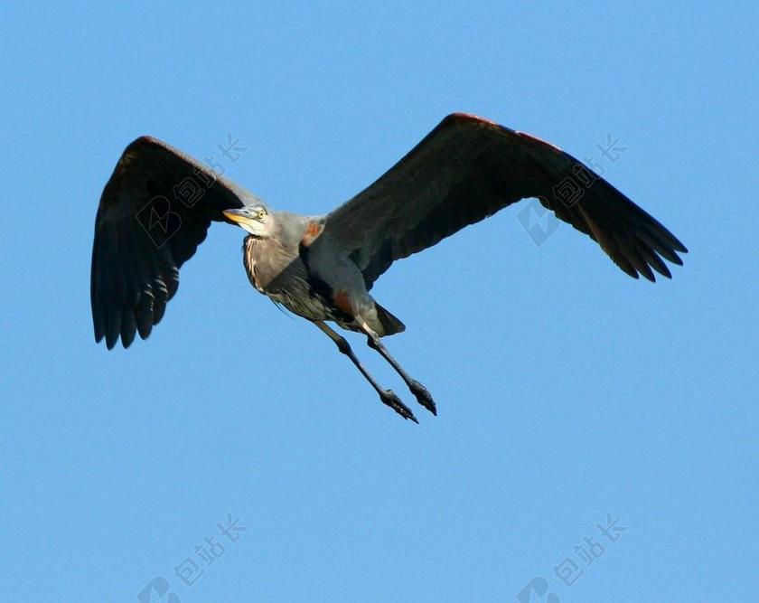 大蓝鹭 飞行 翱翔 起重机 水鸟 野生动物 翼 动物群 鸟嘴