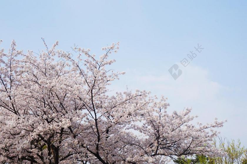 公园清新樱花盛开背景图片