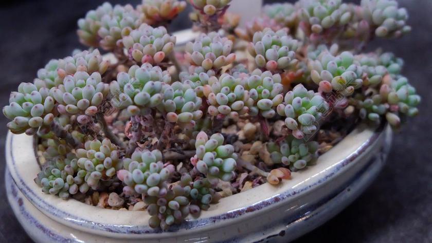 多肉 植物 盆栽