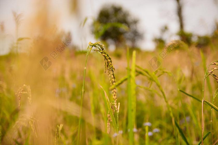 露台 米饭 日落 越南 奠边 东南亚 米