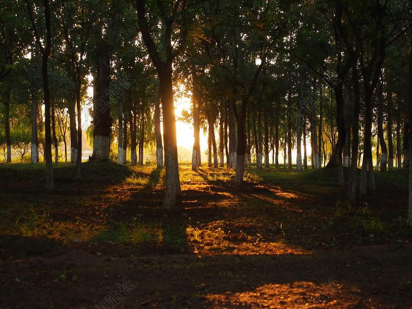 森林清新日落景色背景图片