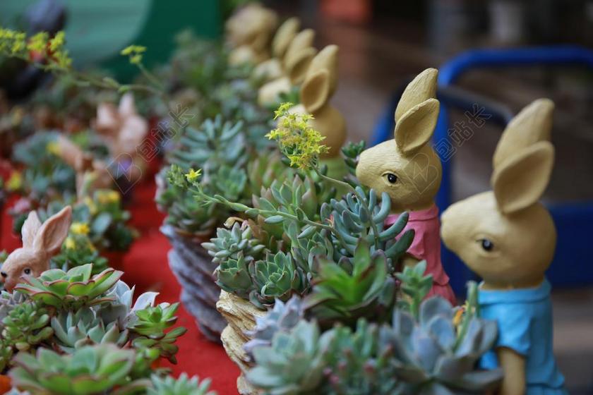 广告时尚多肉植物公仔背景图片