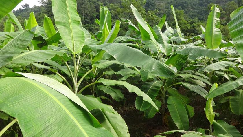 香蕉园清新尼泊尔香蕉的农场