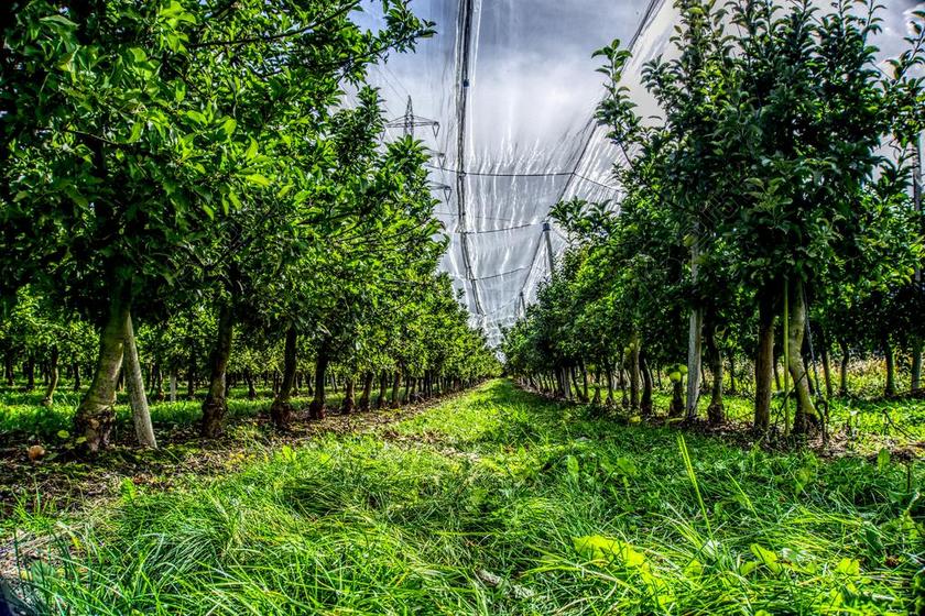 苹果树 种植园 收获 水果 水果树种植园 苹果 性质 农业