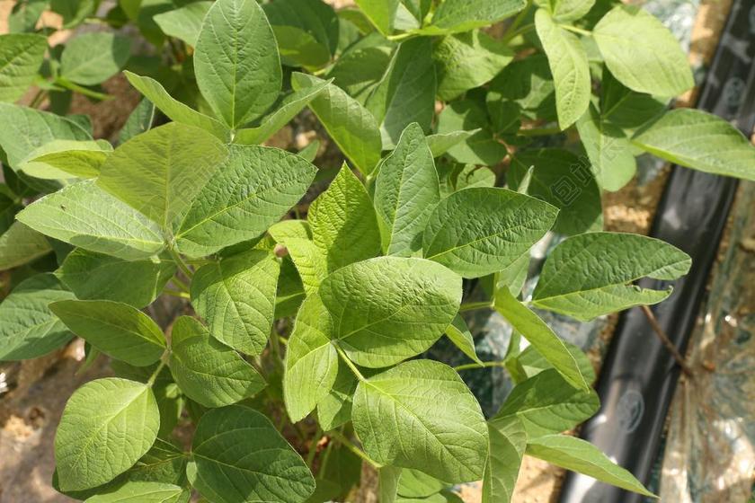 豆片叶子 豆 大韩民国 SSAM JANG 绿色 抽象