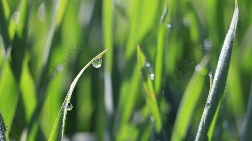 植物唯美雨滴背景图片